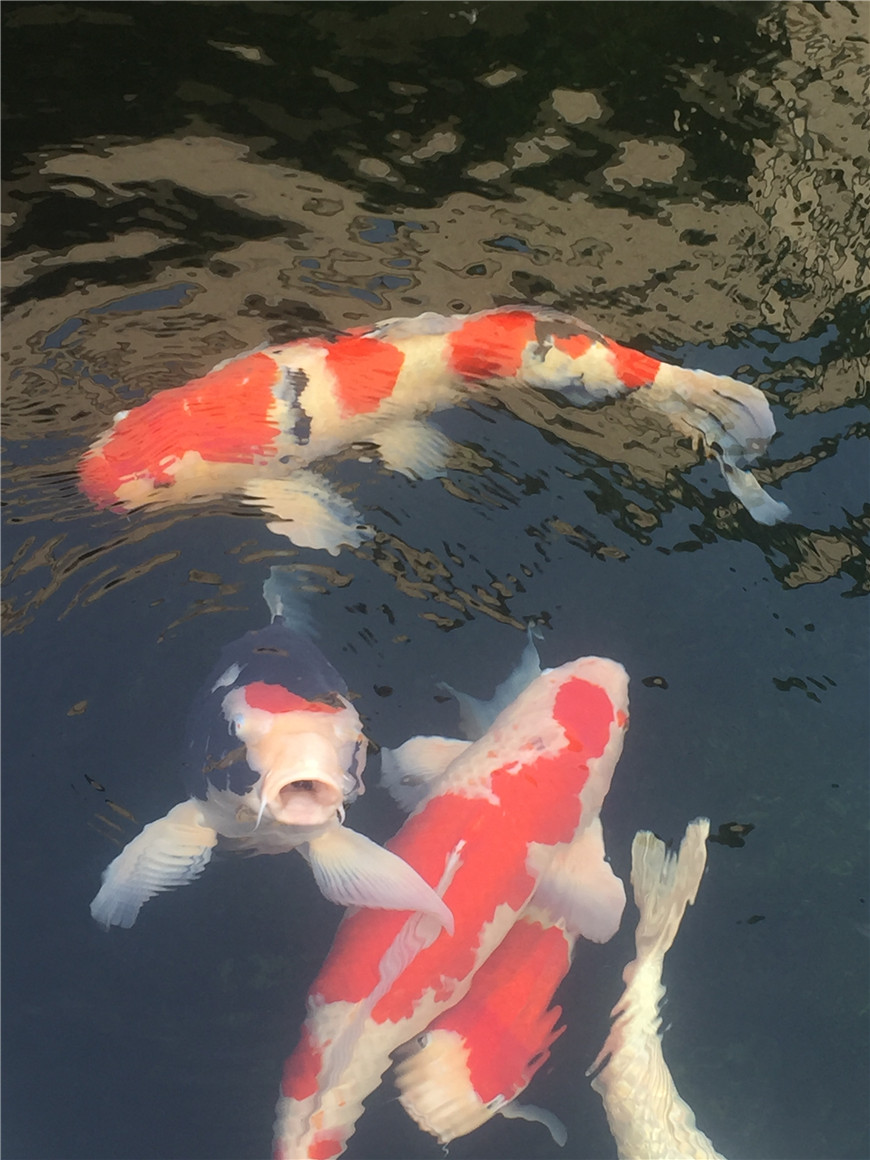 锦鲤欣赏0.JPG