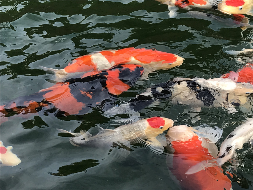 锦鲤欣赏2.JPG