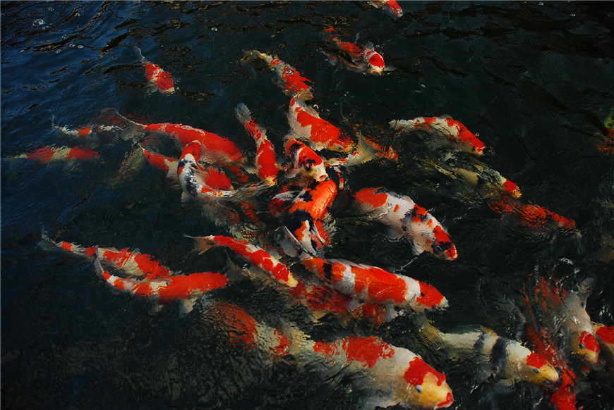 锦鲤欣赏11.JPG