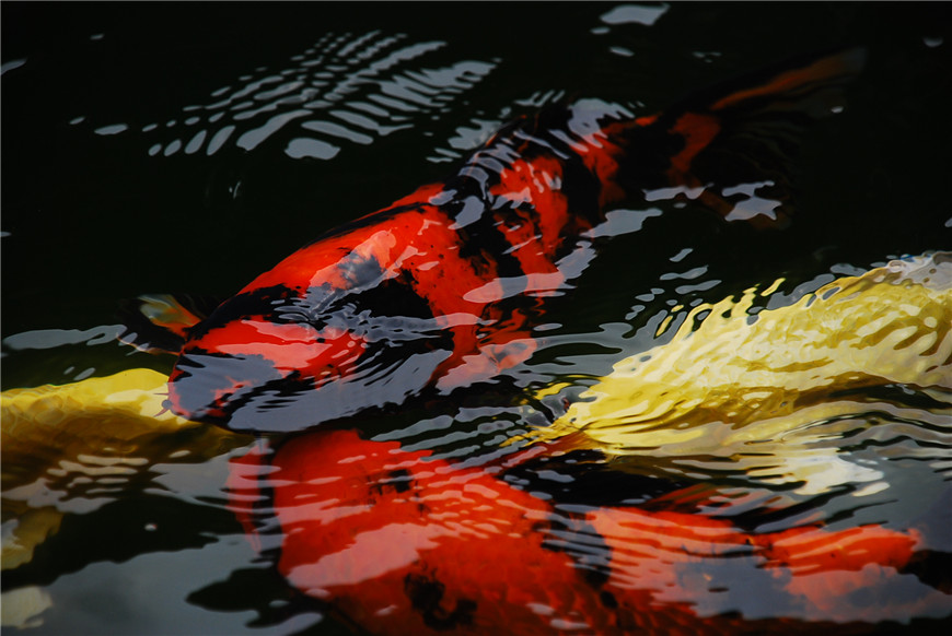 锦鲤欣赏20.JPG