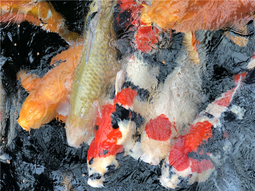 锦鲤欣赏22.JPG