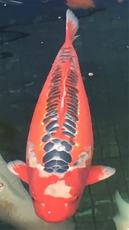锦鲤欣赏25.PNG